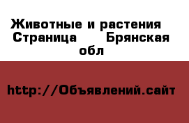  Животные и растения - Страница 15 . Брянская обл.